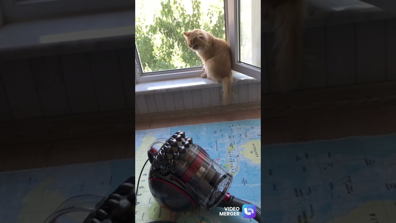 DYSON CINETIC BIG BALL ABSOLUTE 2 -Tüm Özellikleri İle Anlatım- ANIMAL PRO 2’den FARKI