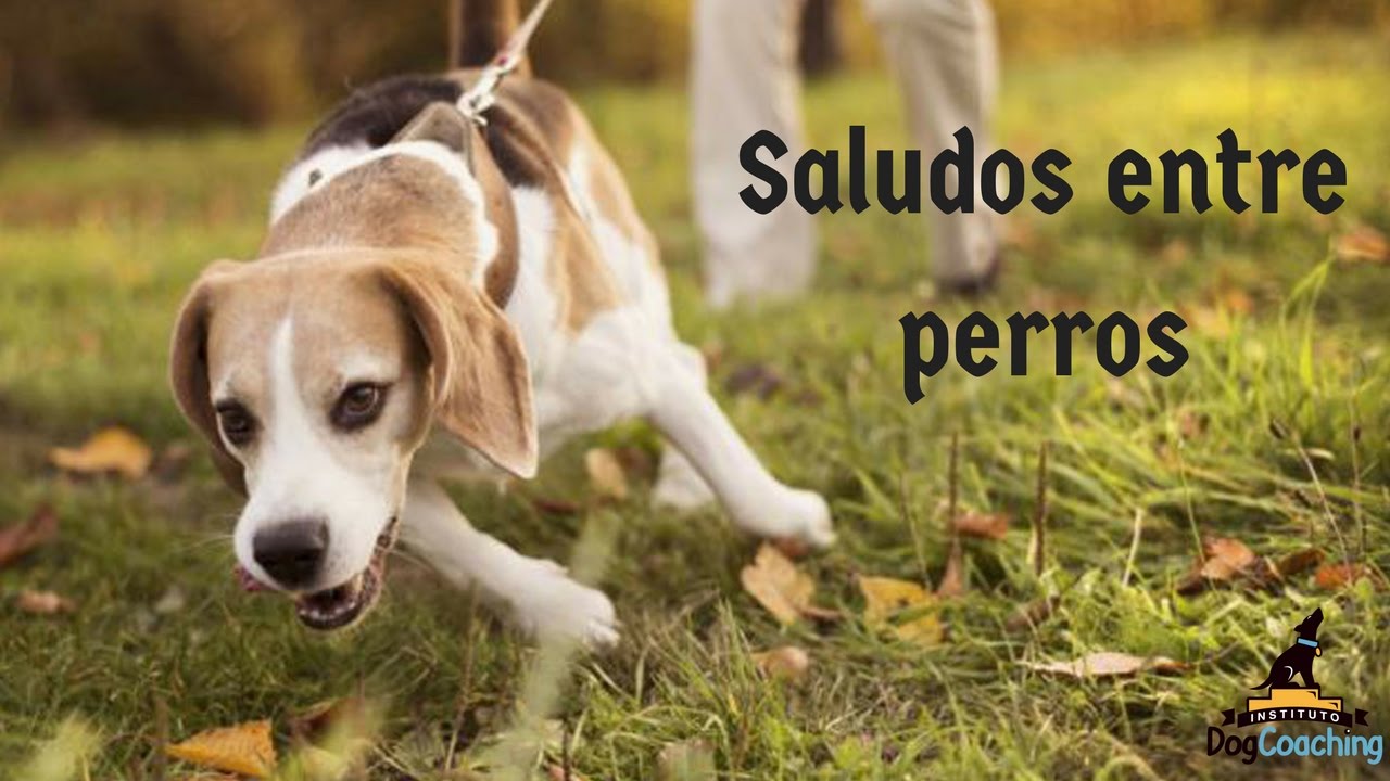 Cómo deben saludarse dos perros