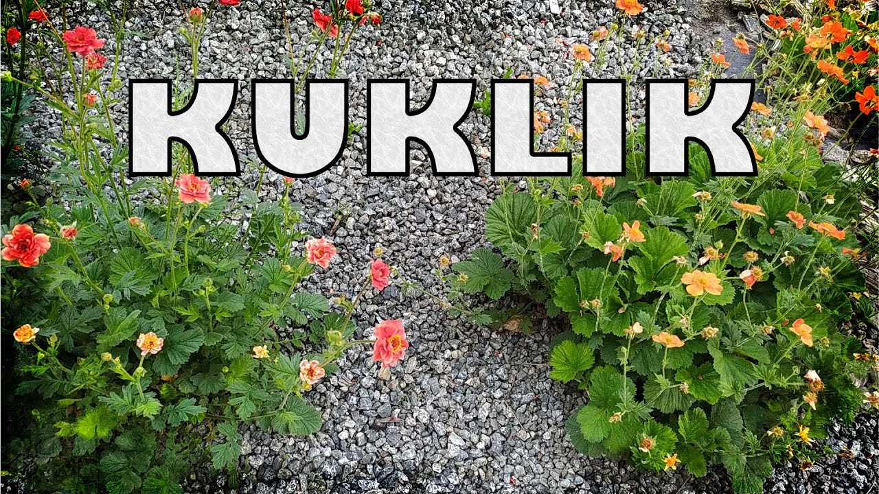 🍀Szkapa w Ogrodzie: Kuklik co nieco o tej roślinie.