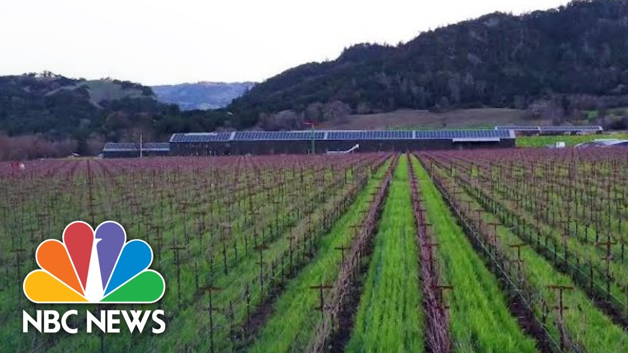 Silver Oak Winery CEO On Sustainable Wine And The Business Behind It | Better | NBC News