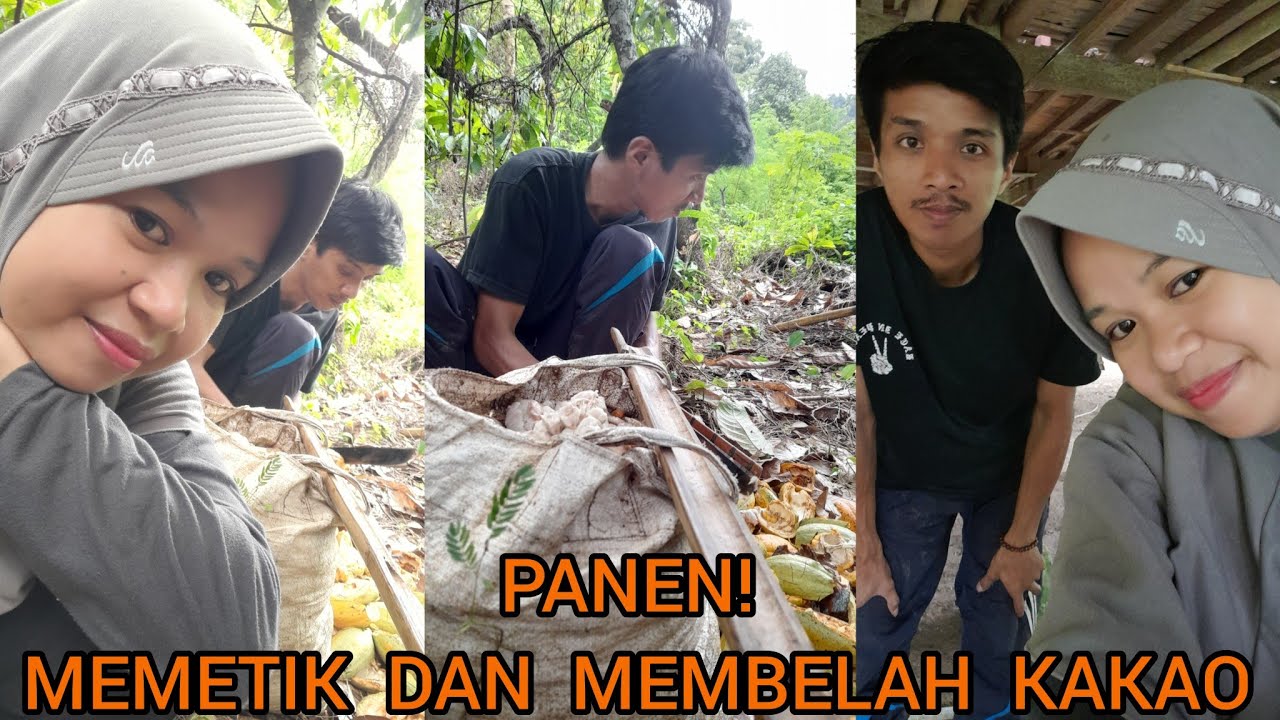 PANEN KAKAO DILOKASI TERAKHIR SEBELUM BALIK KAMPUNG LAGI KITA