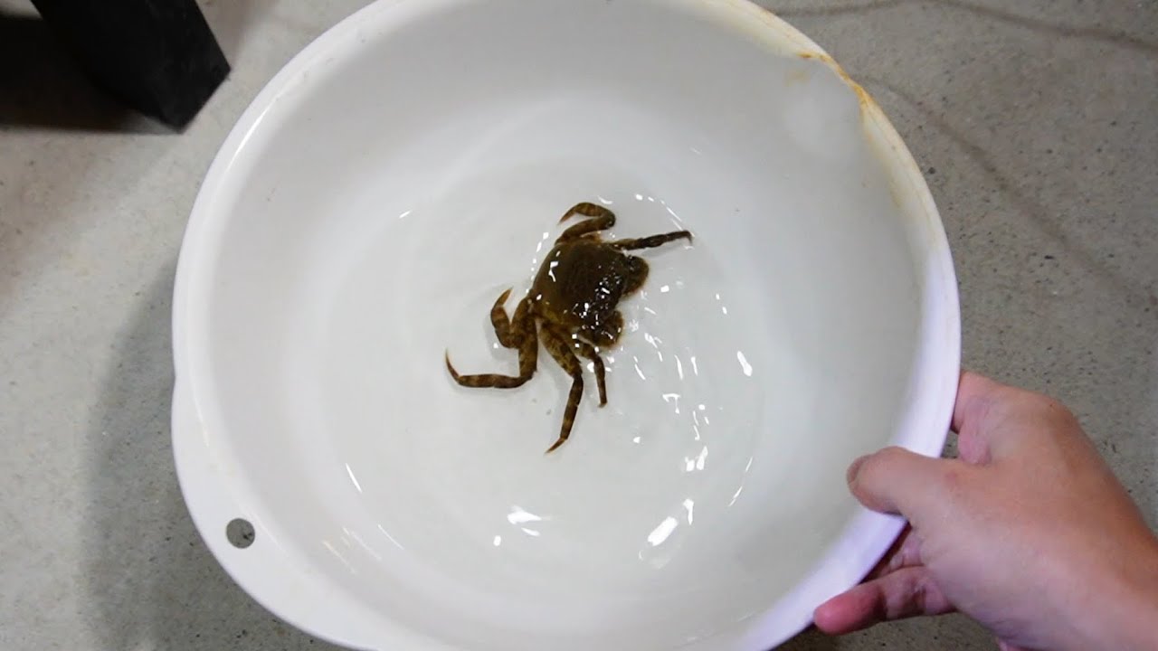 コイツ、本気でデカくする！