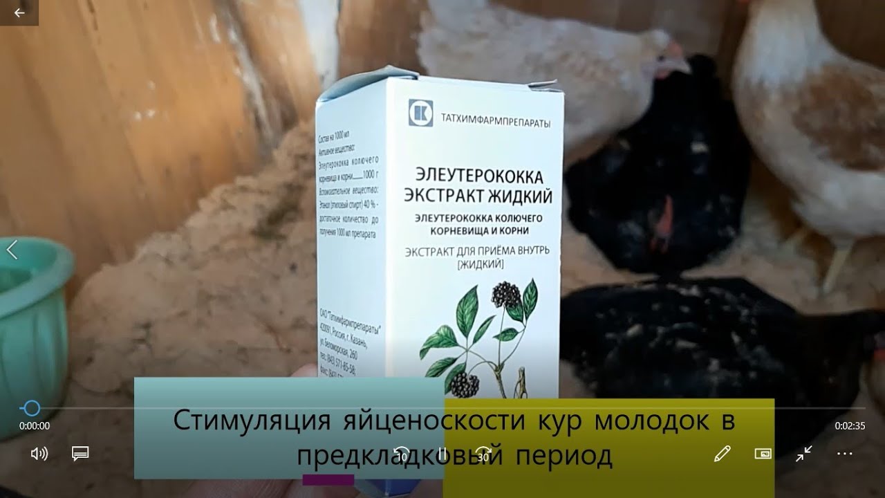 Куры молодки не начали нестись? Как ускорить процесс?  Добавь элеутерокок. Проверено!