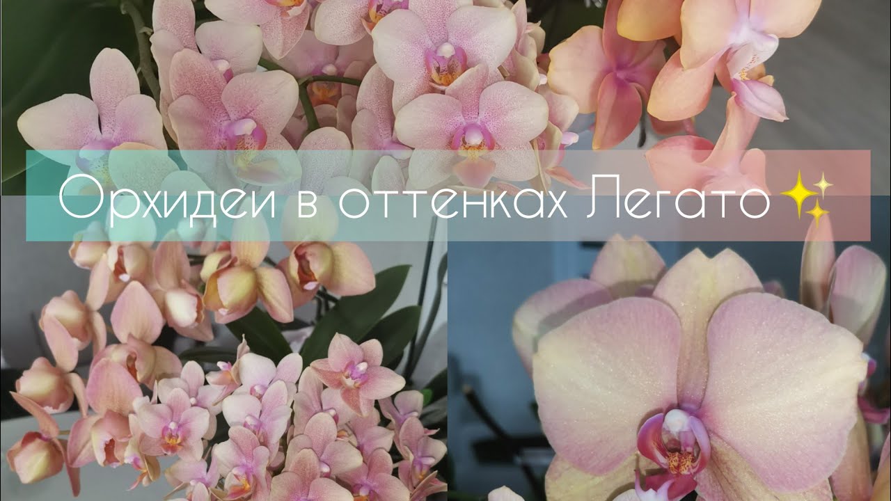 Орхидеи в оттенках Легато в полном роспуске. Самые нежные оттенки орхидей.