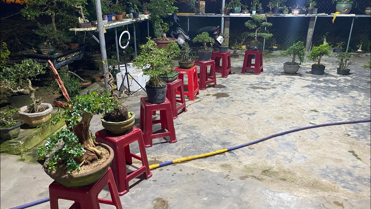 2/3 Gl ae ít mã cây cảnh bao ship toàn quốc 0852139168 cần ib em nhé 