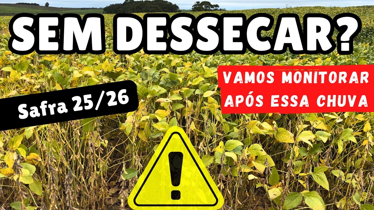 SER&Aacute; QUE SECA SEM DESSECAR? Colheita se aproximando...