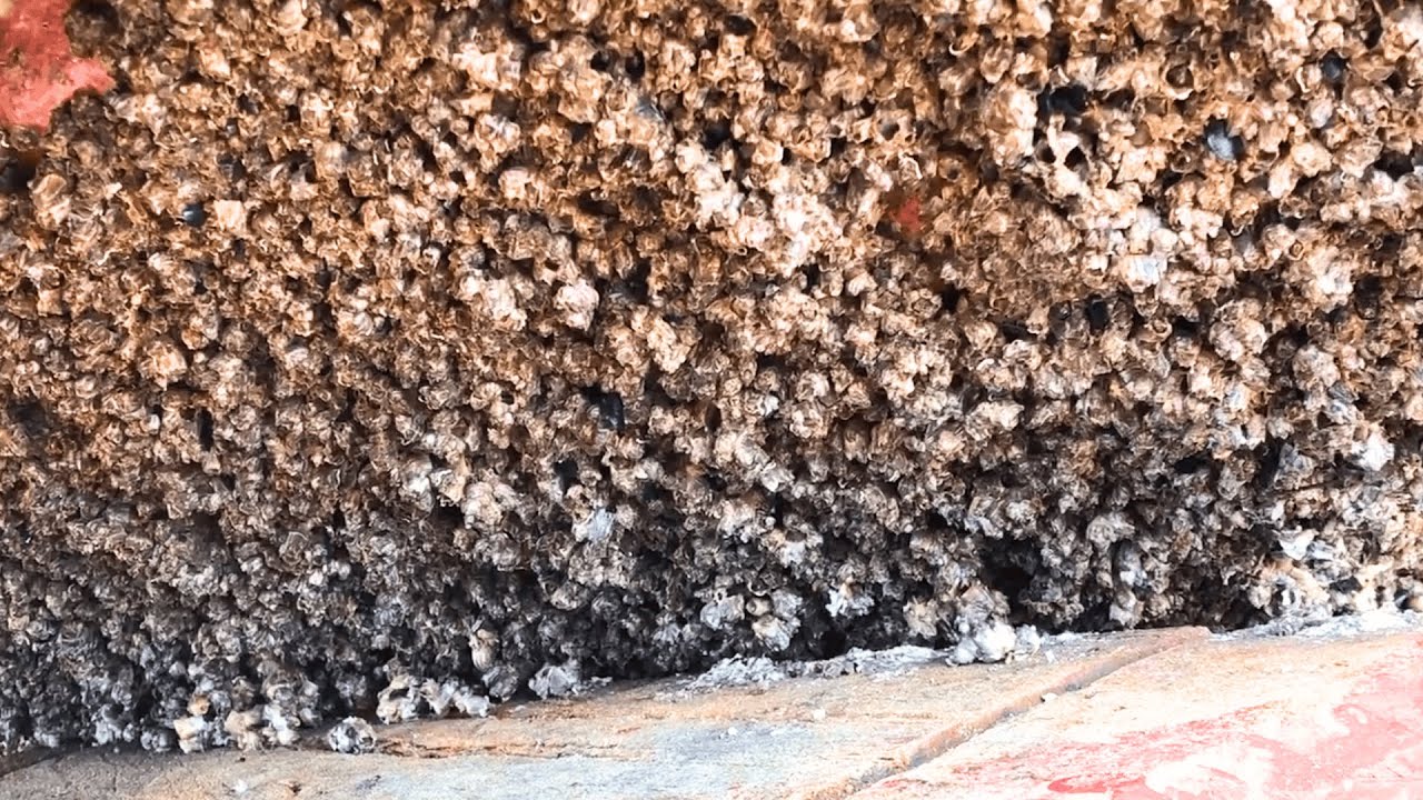 Barnacles Removal on Boat Hull &ndash; Most Satisfying Cleaning Ever!