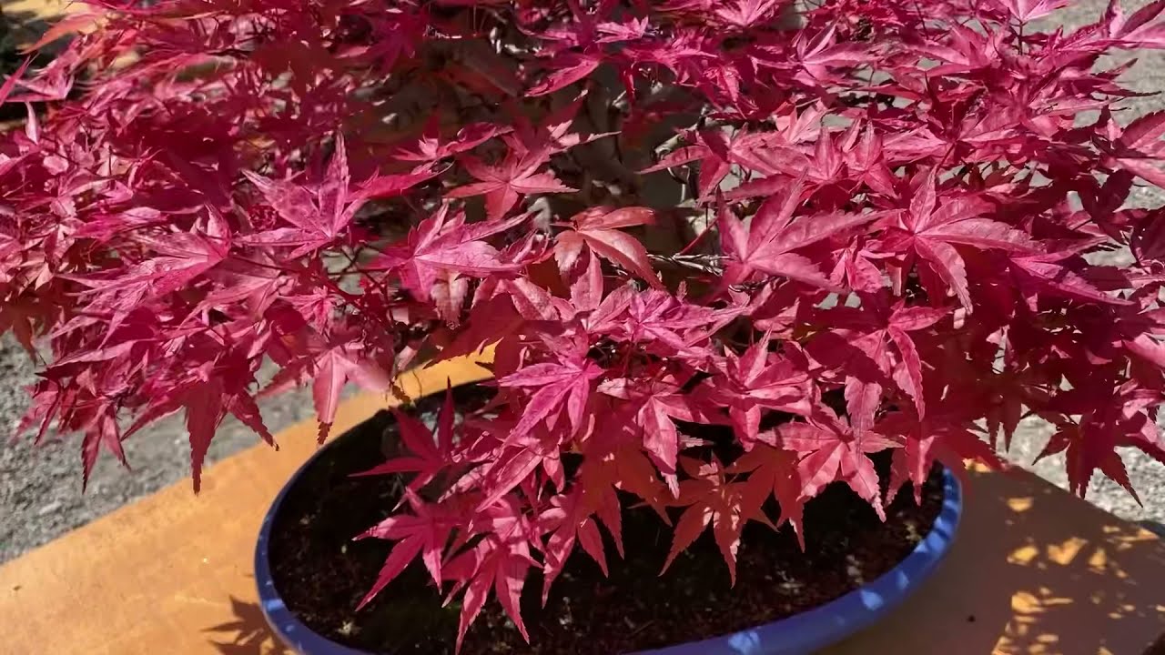 Discovering Shin Deshojo Japanese Maple Bonsai🍁