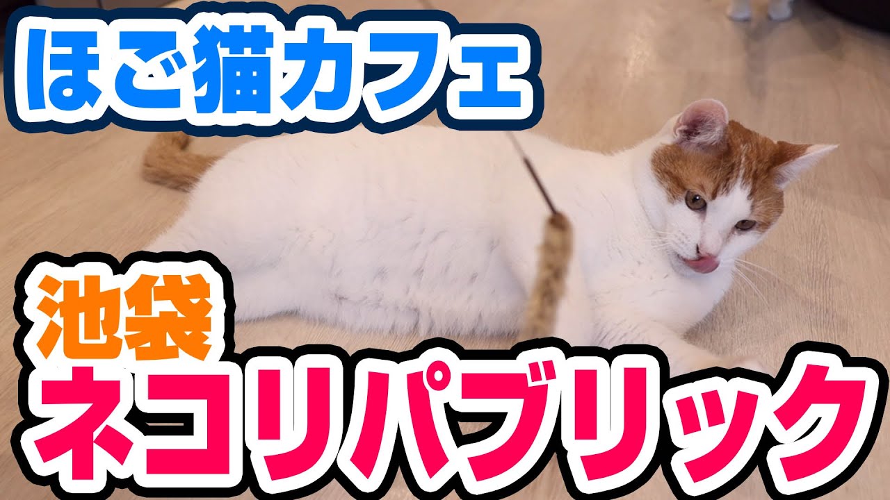 【癒し】池袋の猫カフェ、ネコリパブリックでかわいい猫たちと遊ぶ