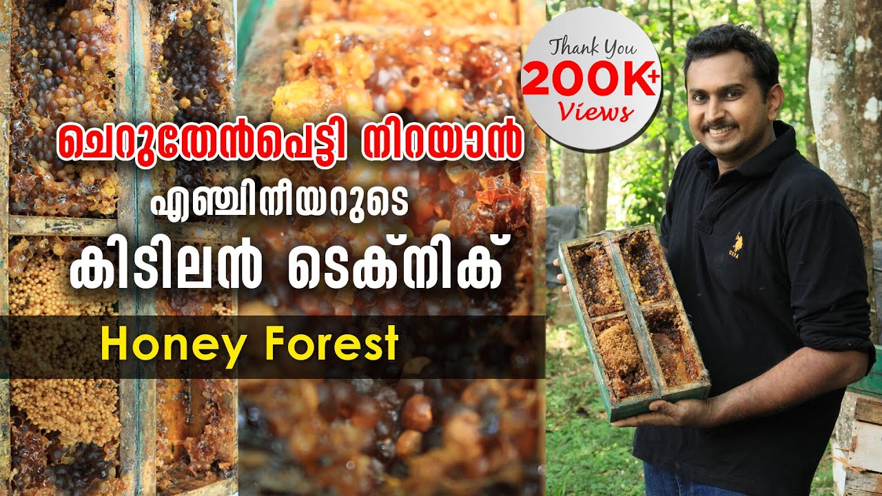 ചെറുതേൻപെട്ടി നിറയാൻ എഞ്ചിനീയറുടെ കിടിലൻ ടെക്നിക് |Bee Keeping & HoneyProcessing| Nilackal BeeGarden