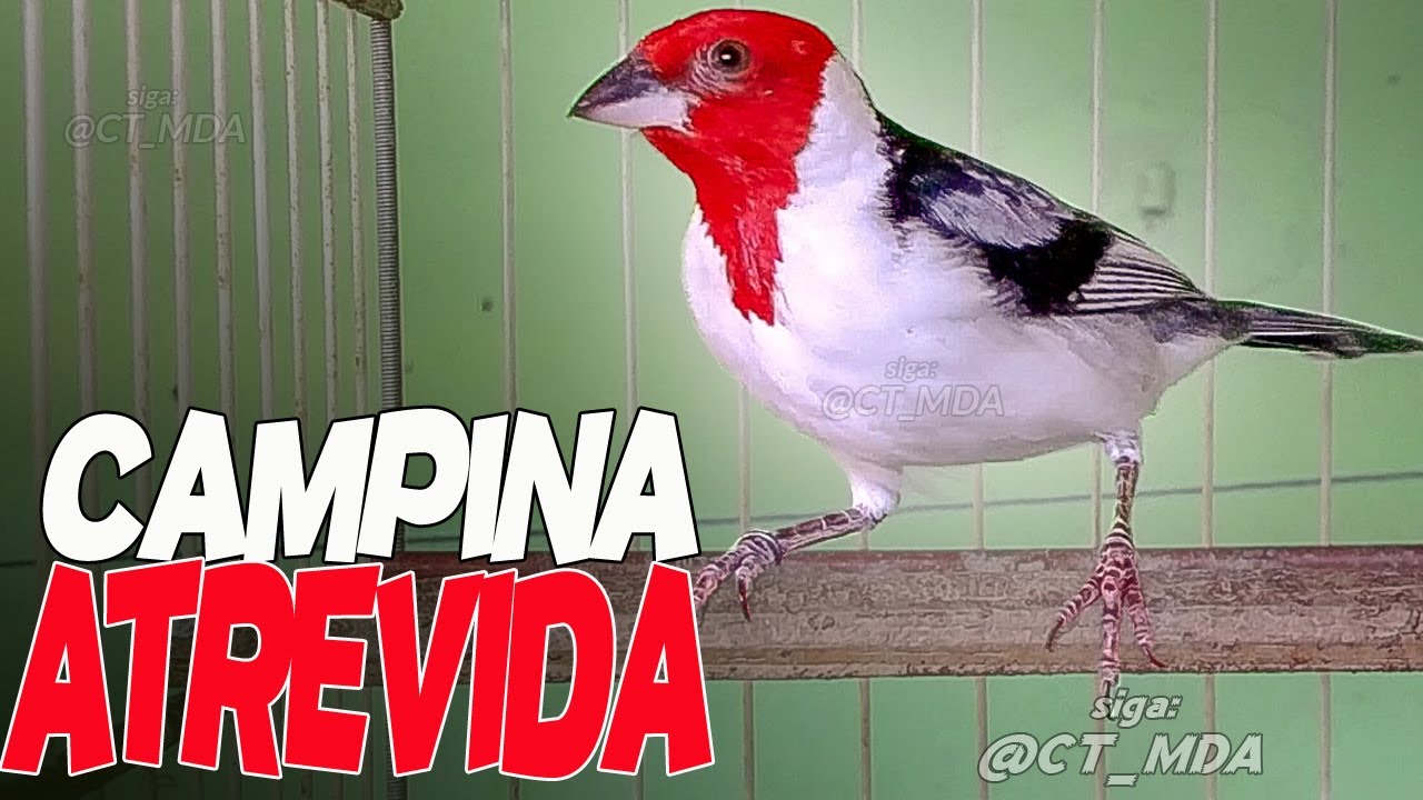 Minha FÊMEA de Galo de Campina Fogosa um show a parte 11/18 !!!