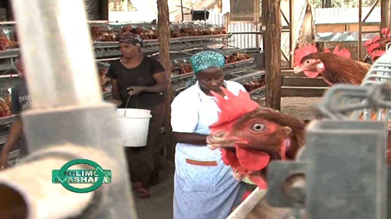 Layers Poultry in Cages courtesy of Sigma Feeds Kenya