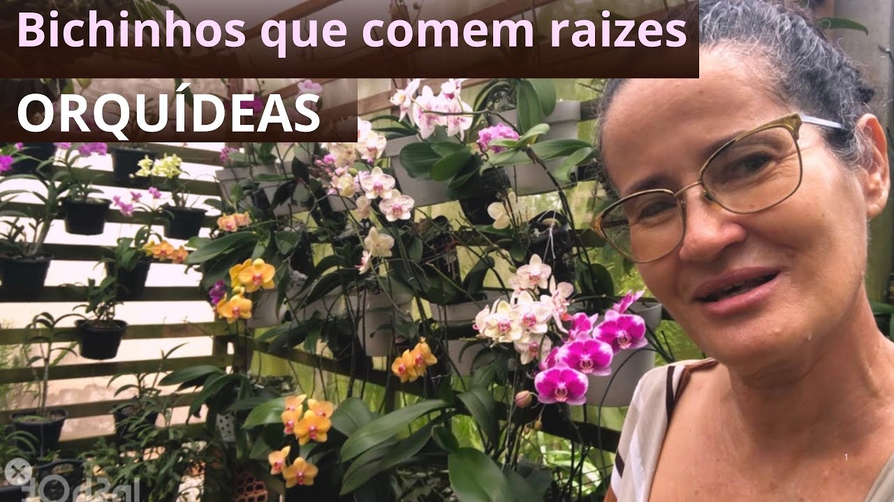 Bichinhos que comem as raizes das orqu&iacute;deas. 