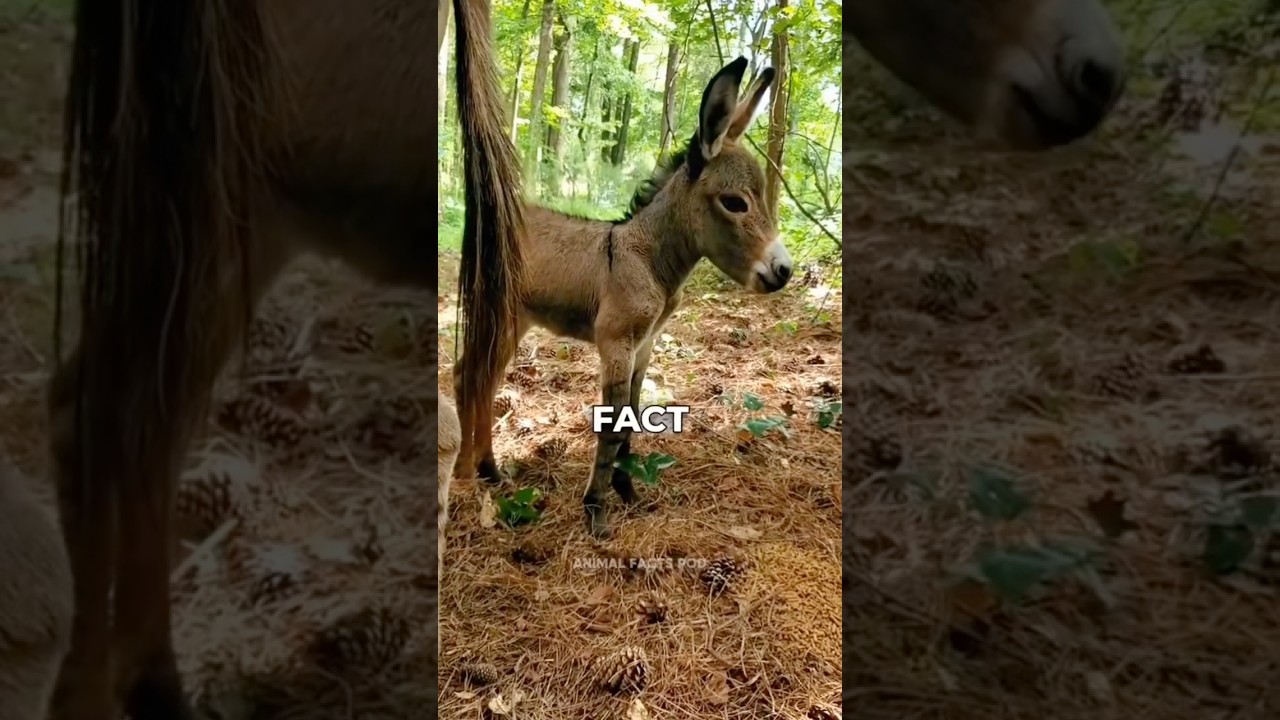 Facts about mini donkeys