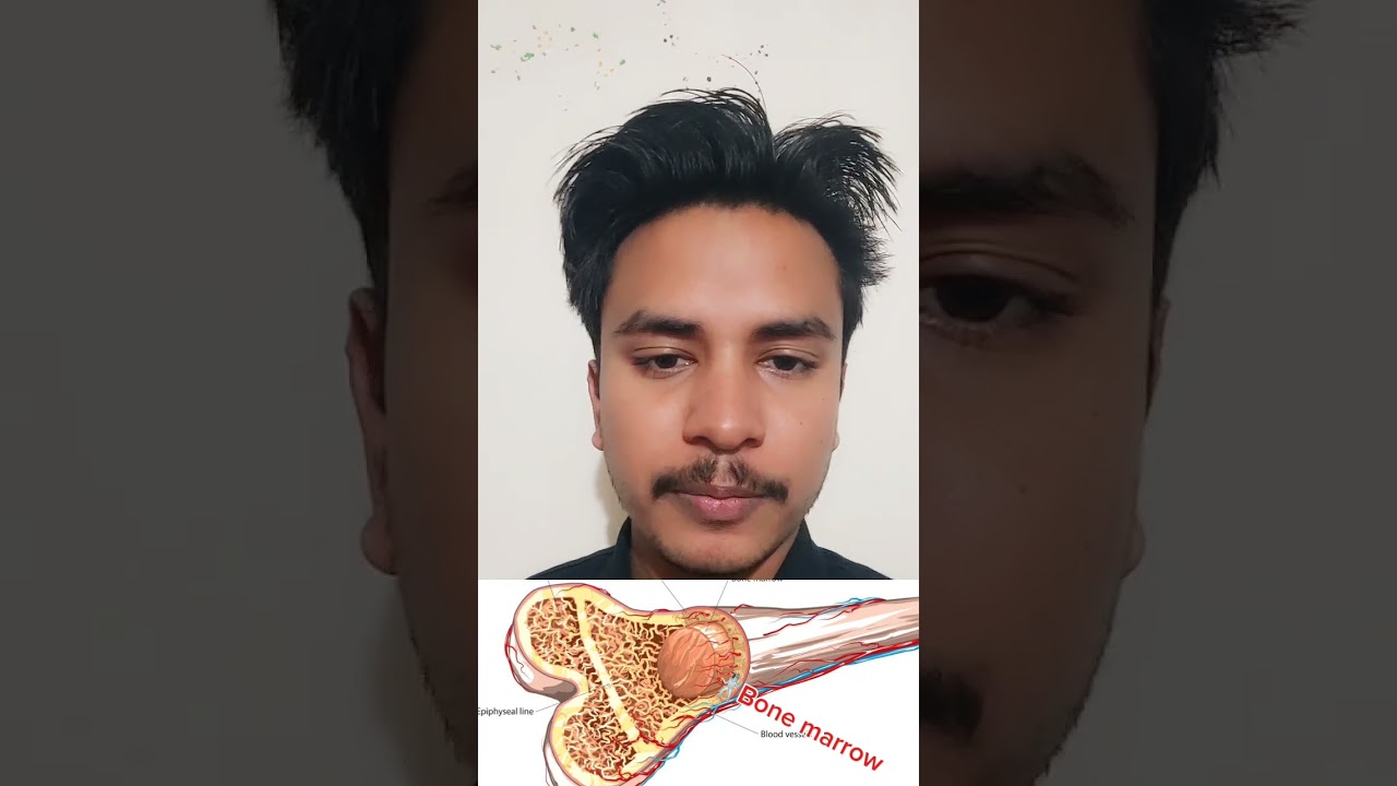 রক্ত কোথায় তৈরি হয়...? 