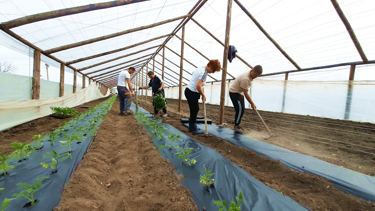 PLANTAREA ROȘIILOR PREKOS F1 ÎN AL DOILEA SOLAR !!