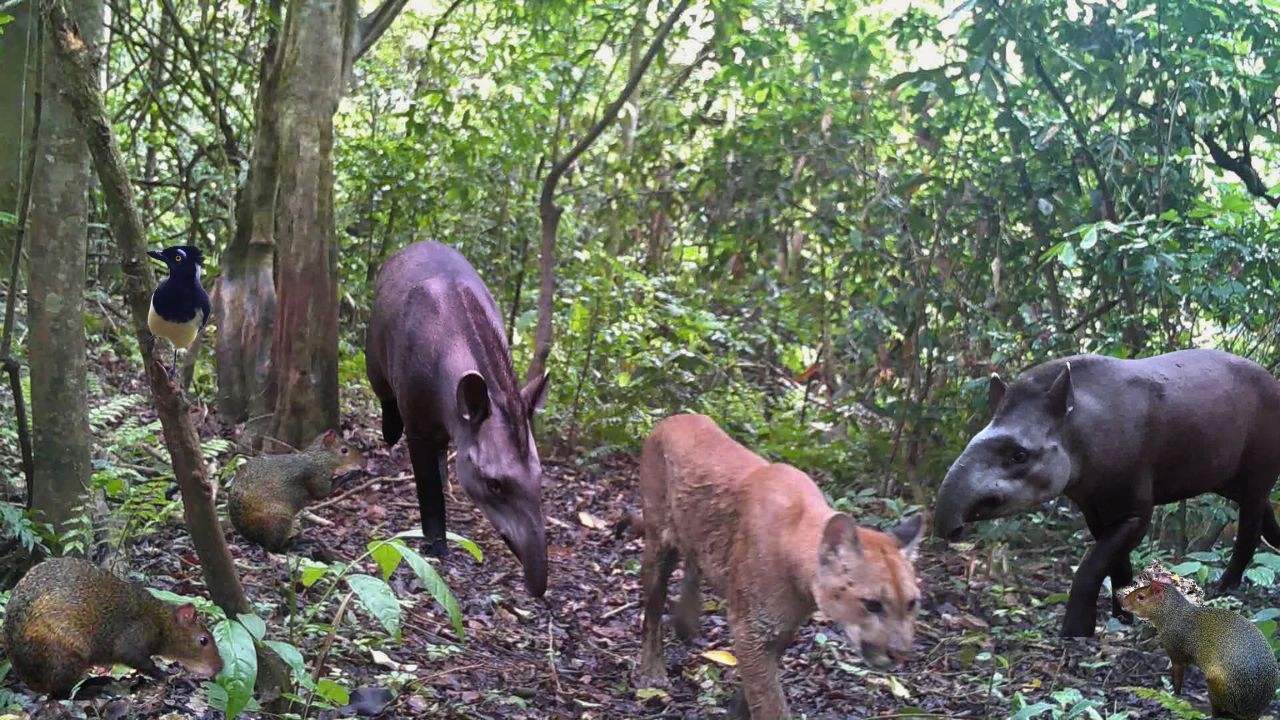 Câmera de trilha flagra ONÇA PARDA e muitos animais na mata