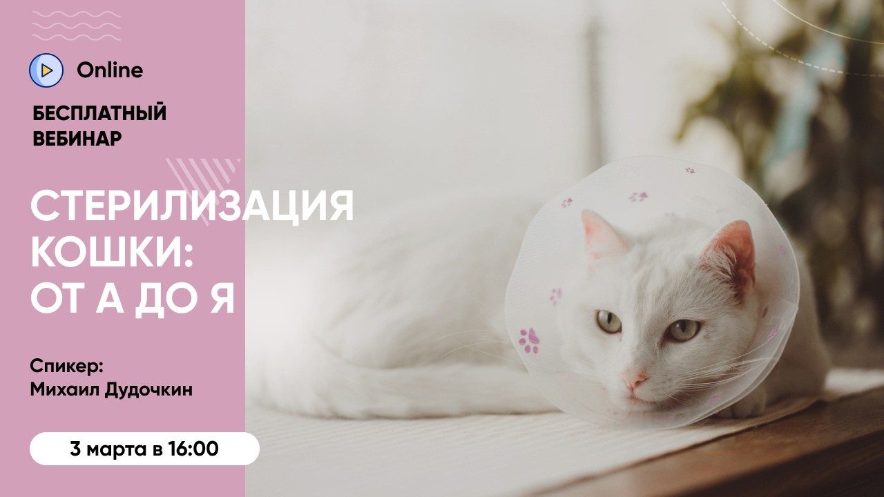 Вебинар «Стерилизация кошки  от А до Я  Как принять решение и подготовиться»