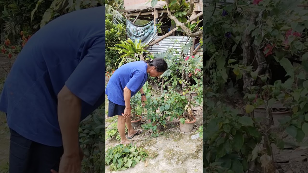 Aku ning treman ang akung mga tanom 