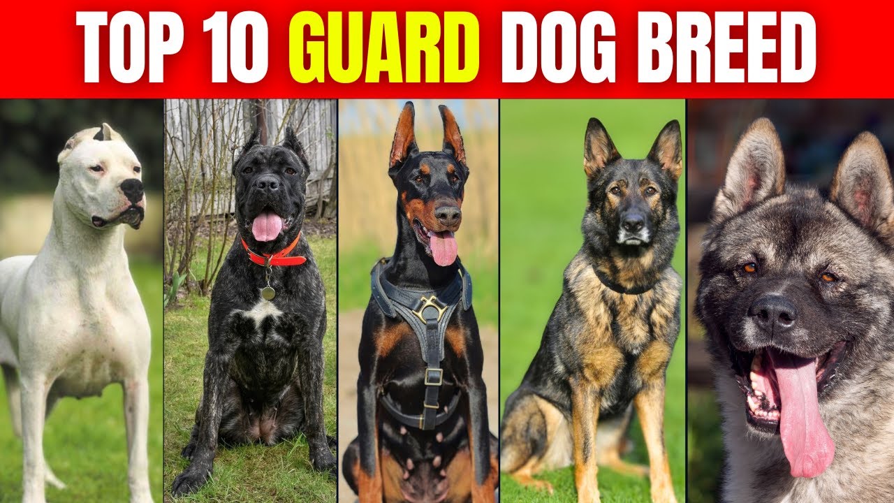 Top 10 Guard dog breeds.