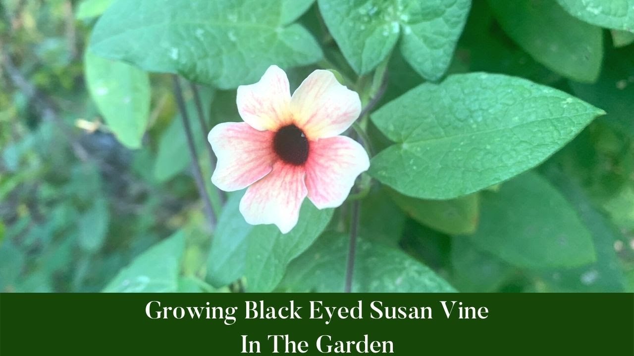 Growing Black Eyed Susan Vine Flowers|Black-Eyed Susan|Epic Gardening