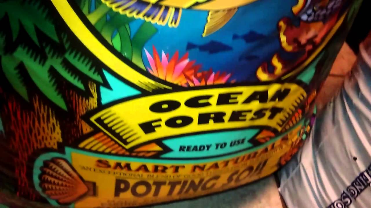 Og 18 and Private Reserve OG outdoor flower