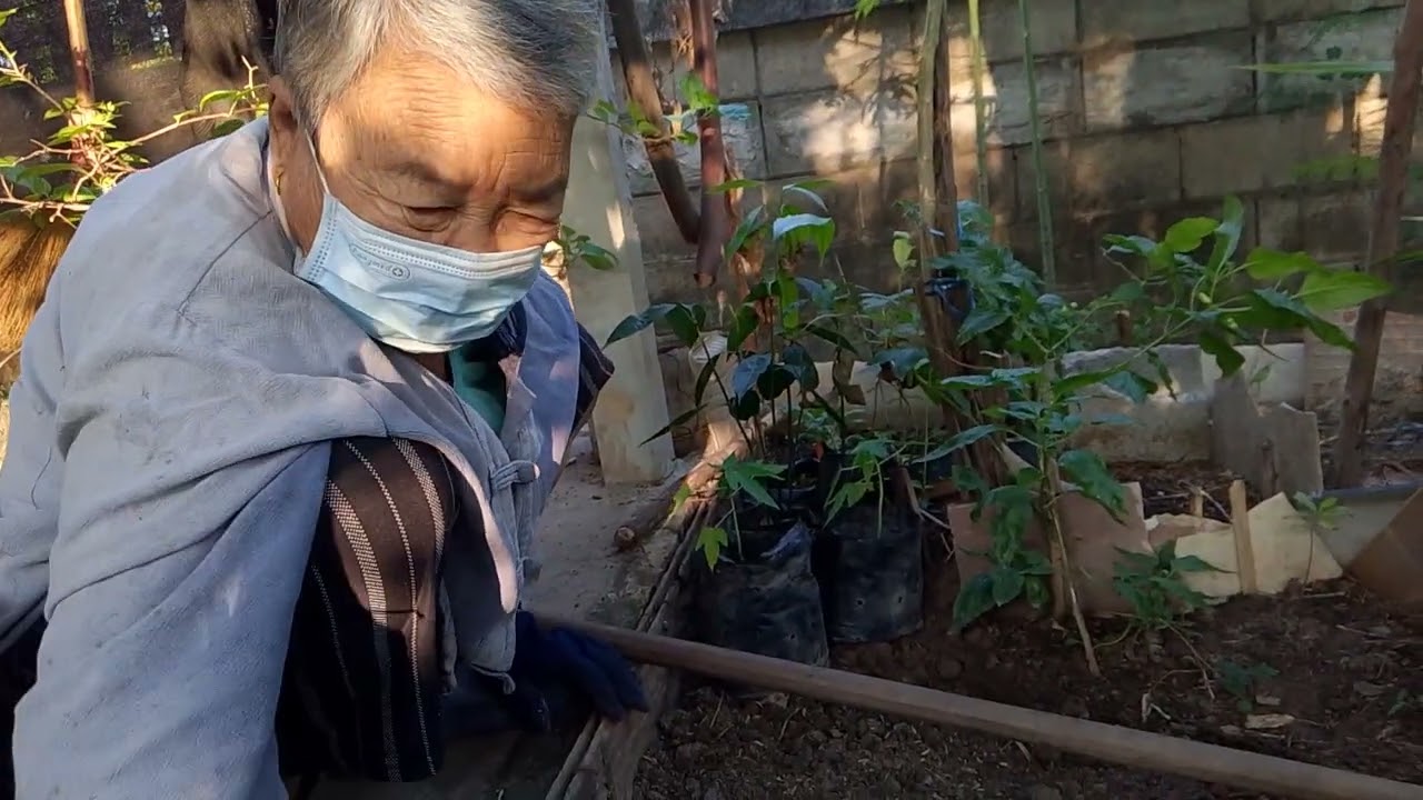 ทักทายสวัสดียามเช้าคุณยายมูนกับการเพาะเบี้ยมะละกอ สาวสว่างคนอีสาน