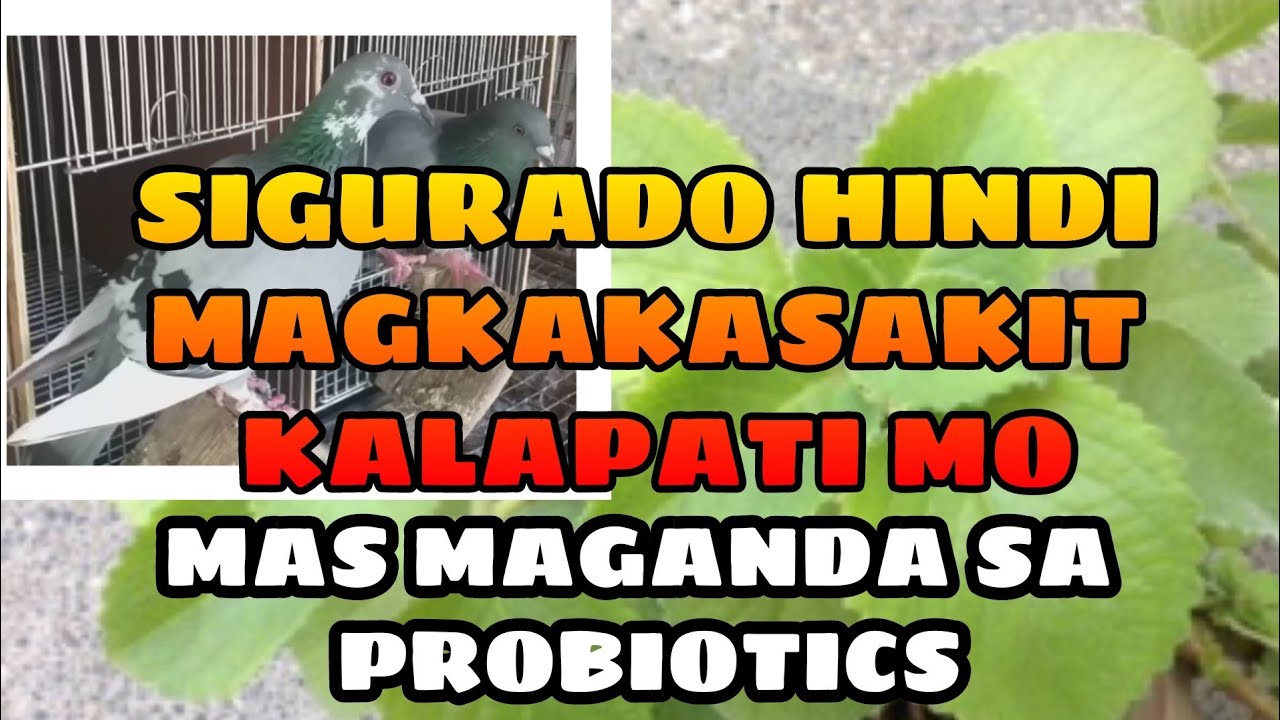 PAANO GAWIN ANG OREGANO JUICE PARA SA KALAPATI
