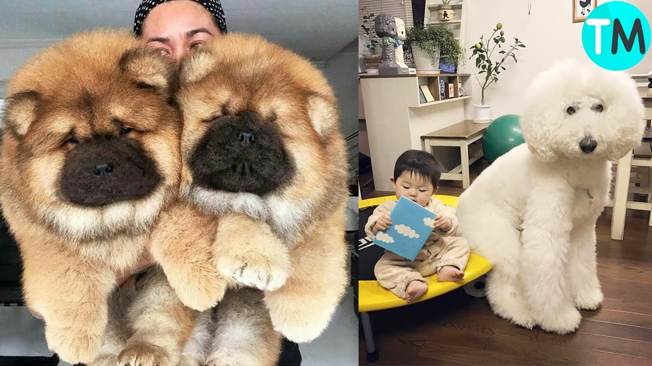 Los 10 Perros M&aacute;s Hermosos del Mundo