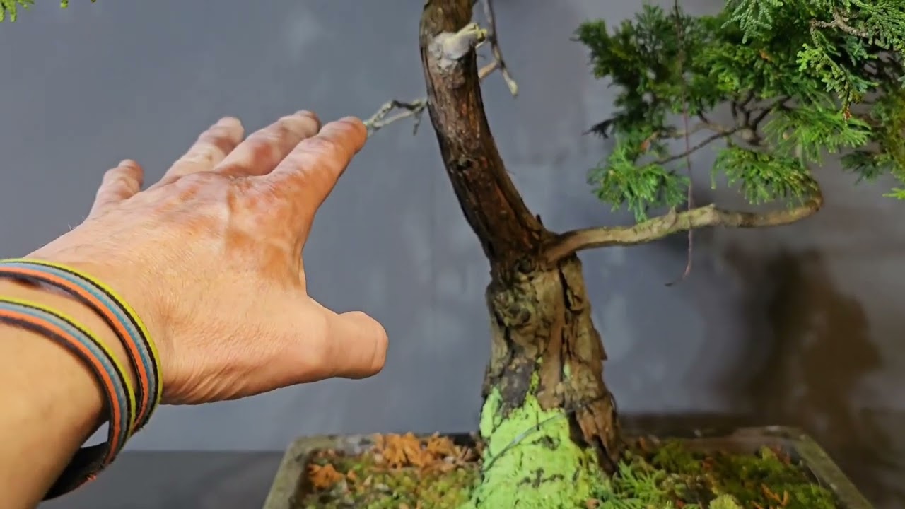 Bonsai - Überarbeitung einer über 40 Jahren alten Hinoki Scheinzypresse V26-006