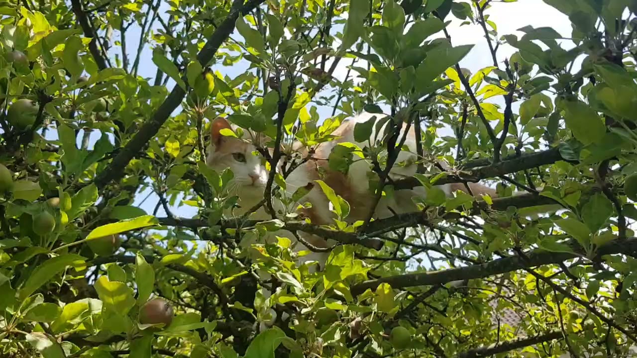 Georgy im Apfelbaum