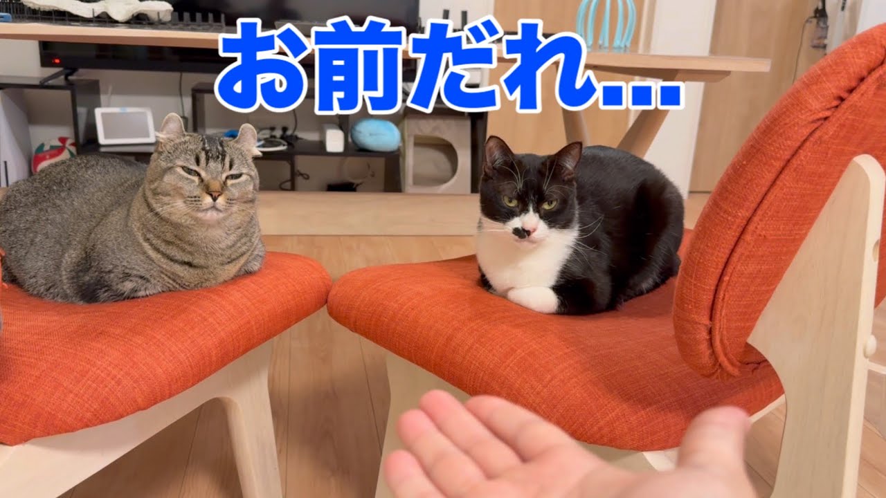 ご飯前とご飯後は猫の性格が変わるのか？