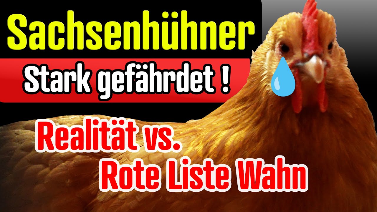Sachsenhühner und Sundheimer Hühner Kurzvorstellung mit Preisrichter Willi, TOP Zweinutzungshühner