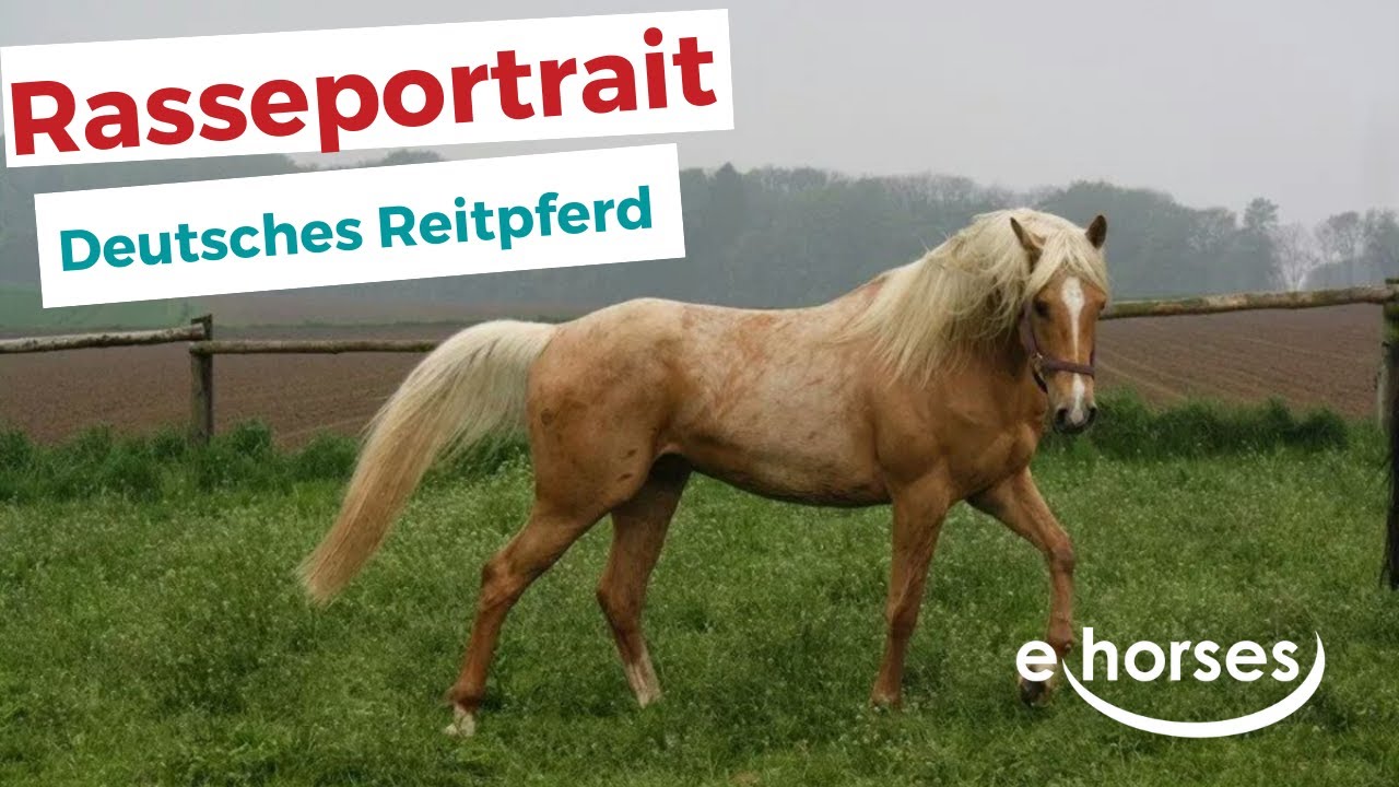 Das Deutsches Reitpferd im Rasseportrait
