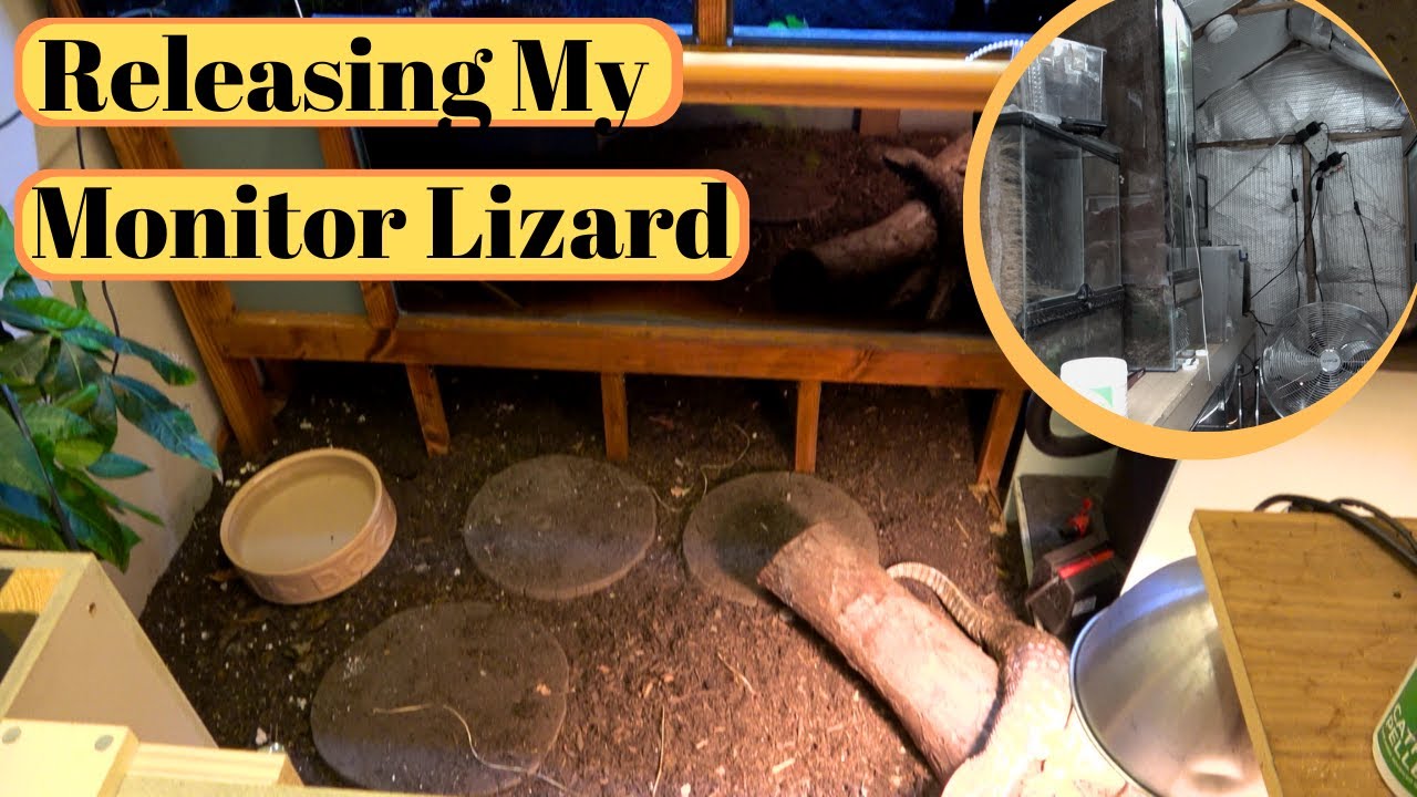 Rebuilding The Reptile Shed
