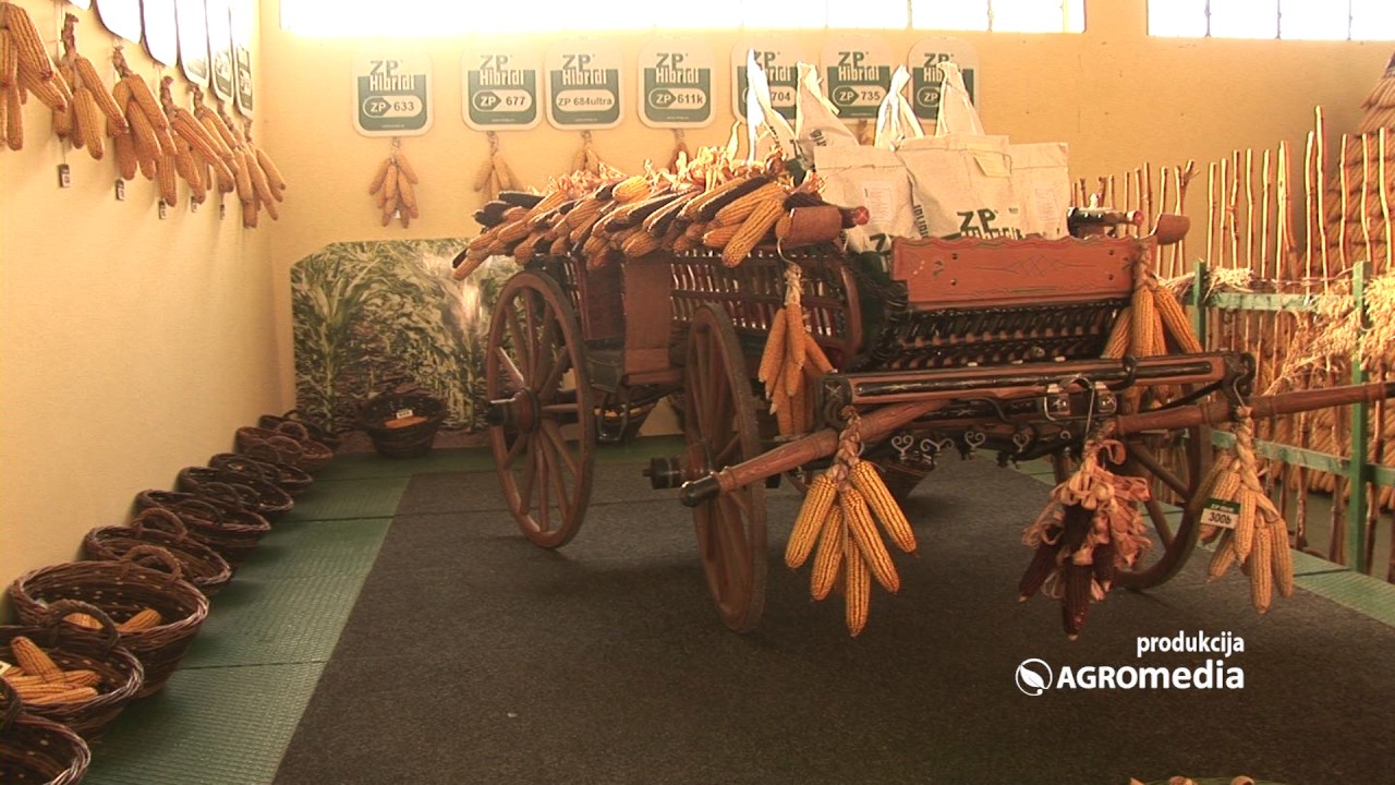 ZP hibridi kukuruza – čuvaju tradiciju, poverenje i kvalitet već 7 decenija