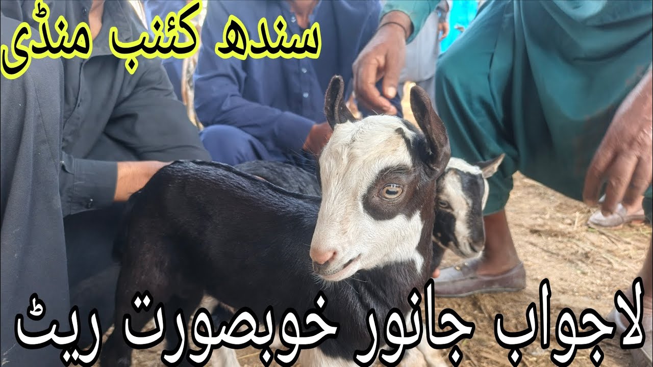 Sindh Kumbh Mandi #cattleworld #animalfarming #farming #beautifullgoats #cattlefarming #cow #cow 