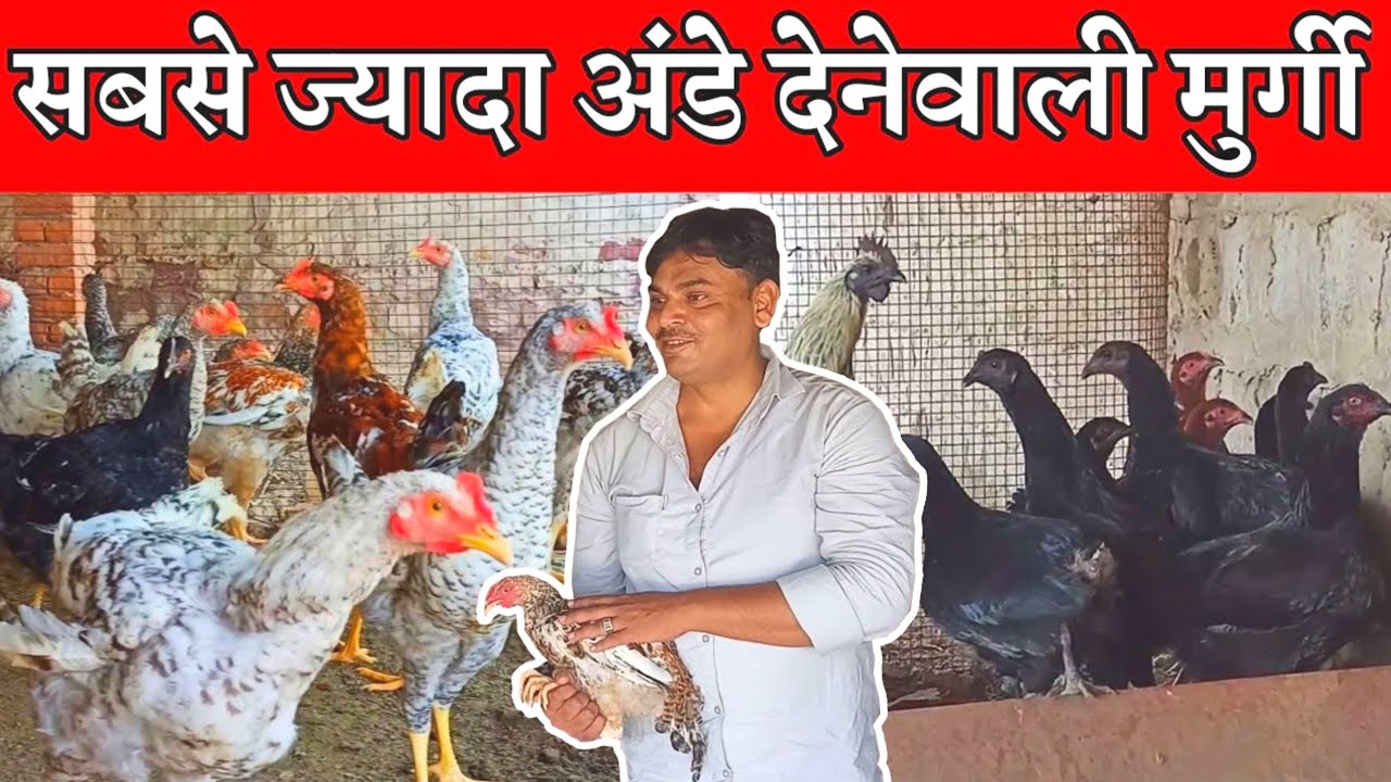 BaBa Deshi Murgi Farm Fatehpur Sikri Up।। सबसे ज्यादा अंडे देने वाली मुर्गी ।।highest egg laying hen