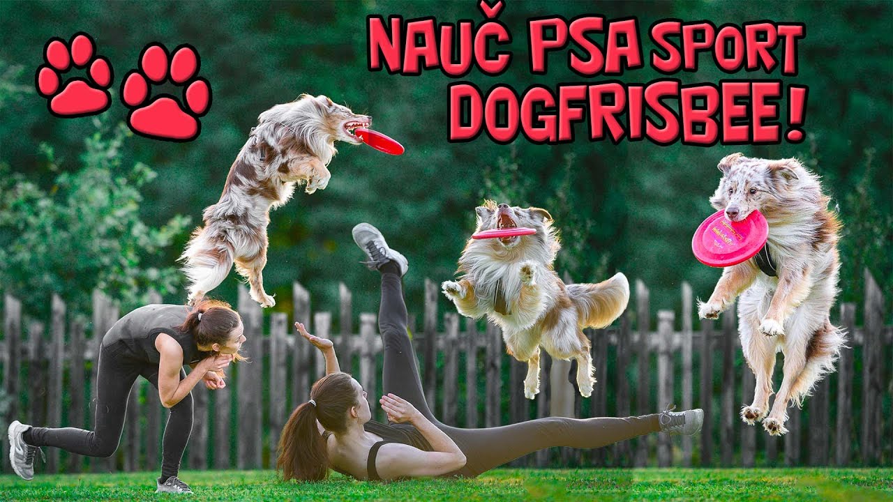 Jak začít s DOGFRISBEE | Nauč psa skvělý psí sport!