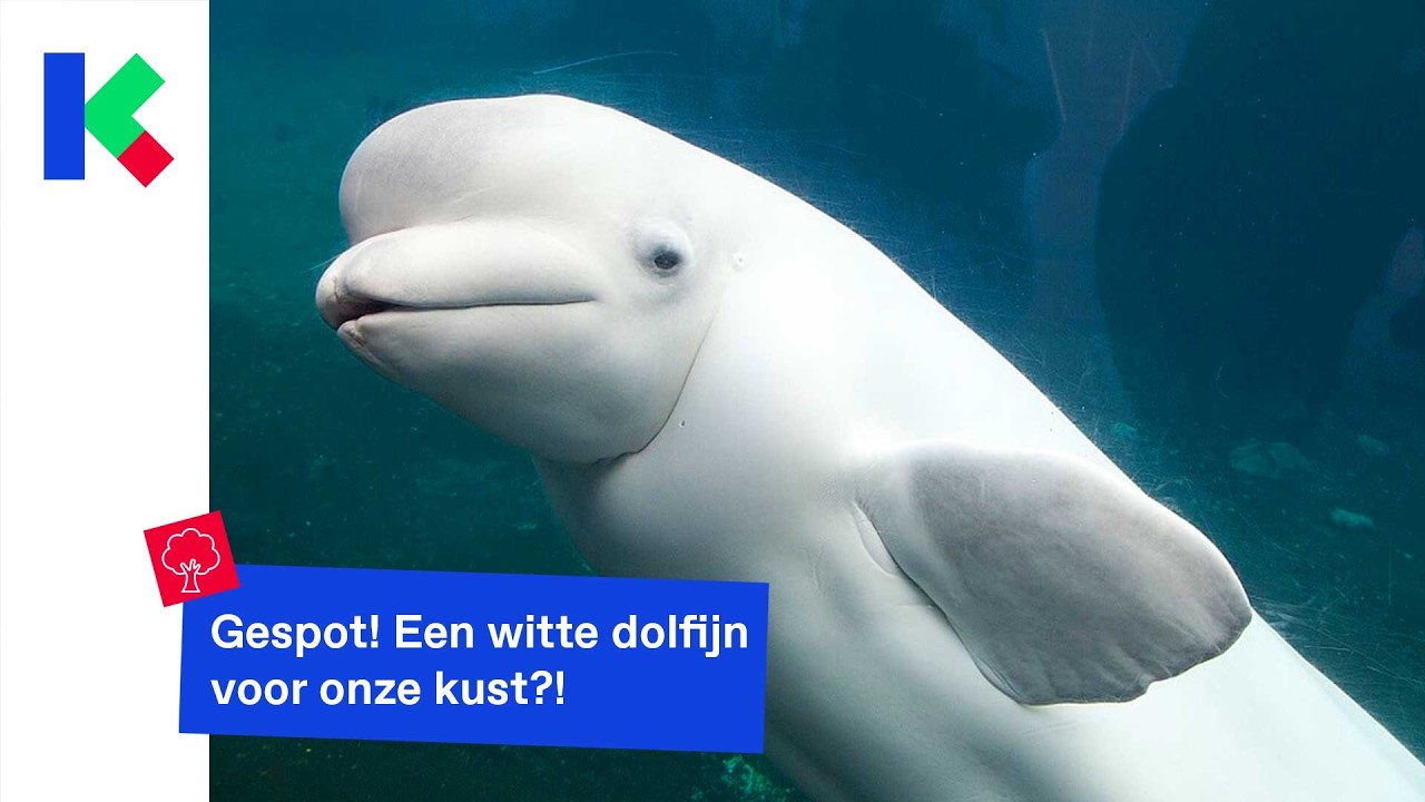 Gespot! Een witte dolfijn voor onze kust?!