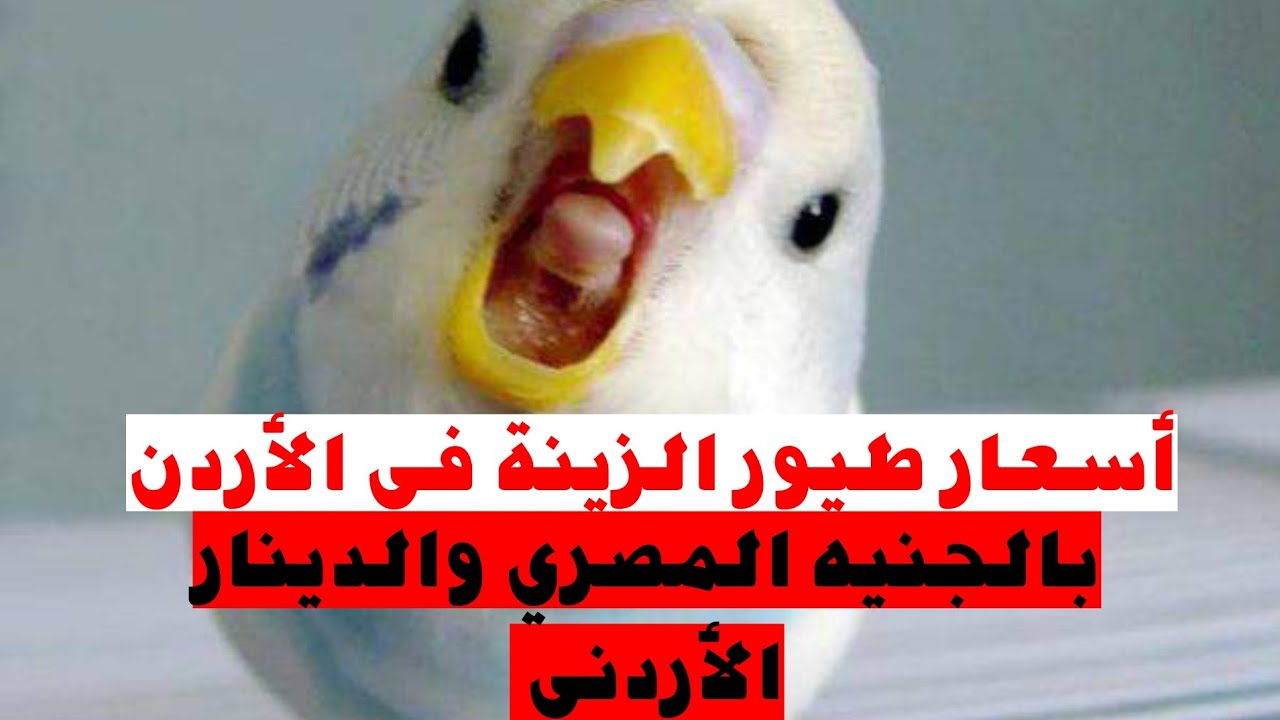 أسعار طيور الزينة في الأردن بالجنيه المصري والدينار الأردني.. حصريا من عالم الطيور.
