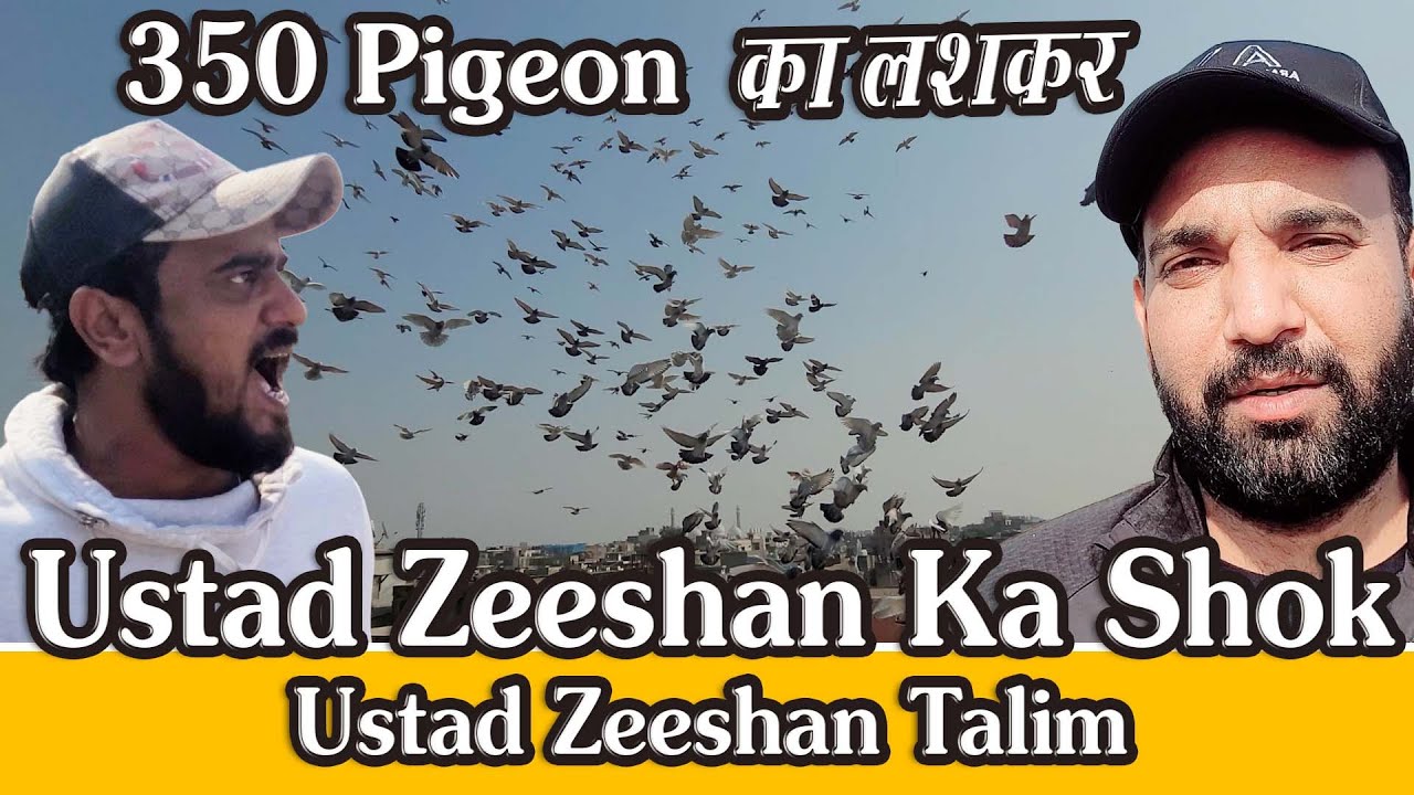 Ustad Zeeshan K 350 kabutar Ka Lashkar, Ballimaran, Old Delhi, India