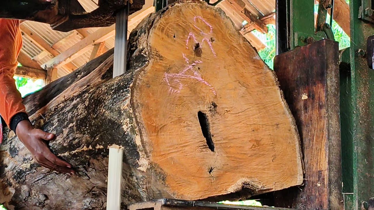 Sawing old teak stumps at the sawmill 