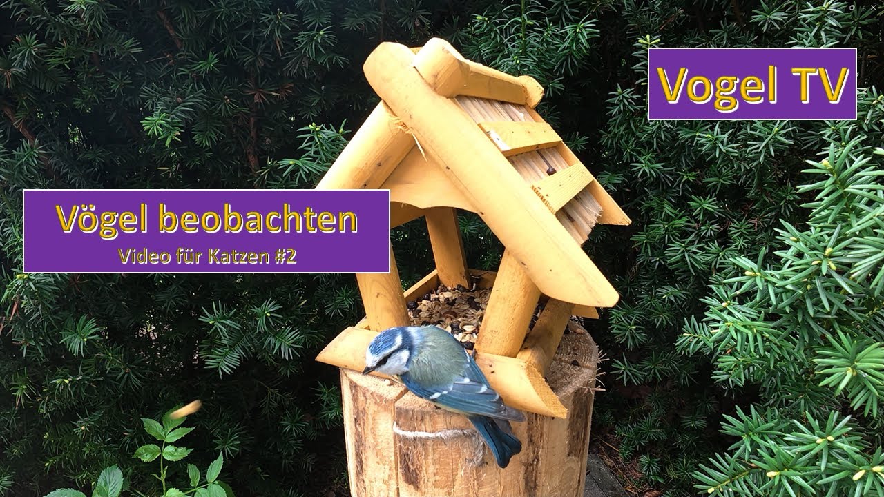 Vogel TV - Vögel beobachten Video für Katzen TV  - birds TV for cats - Piepsi TV Folge 2