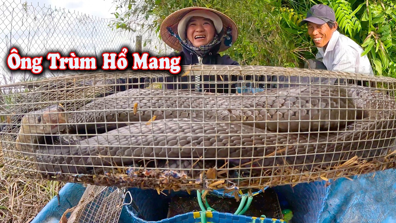 Tôi Đã Hạ Gục Con RẮN Hổ Mang Khổng Lồ Thứ 2 Sau Tết # CSBR # 466