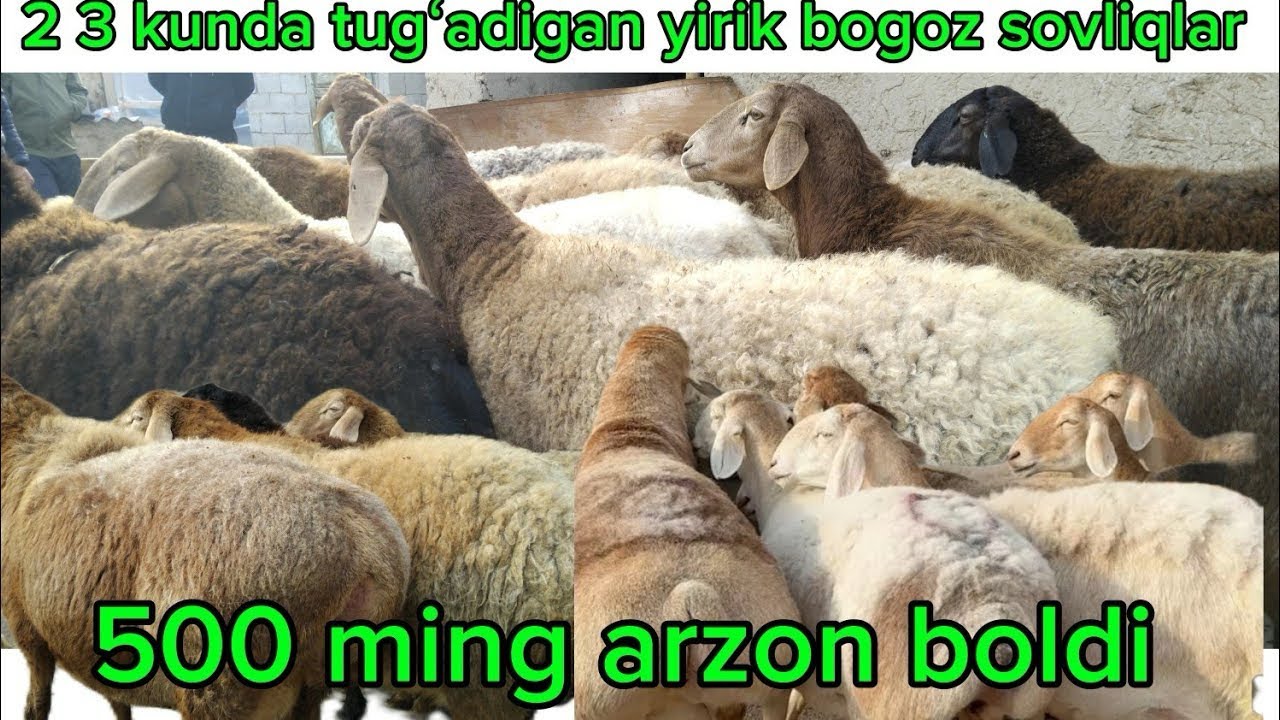 2-3 kunda tug’adigan yirik bo’g’ozlar keldi shoshilamiz 