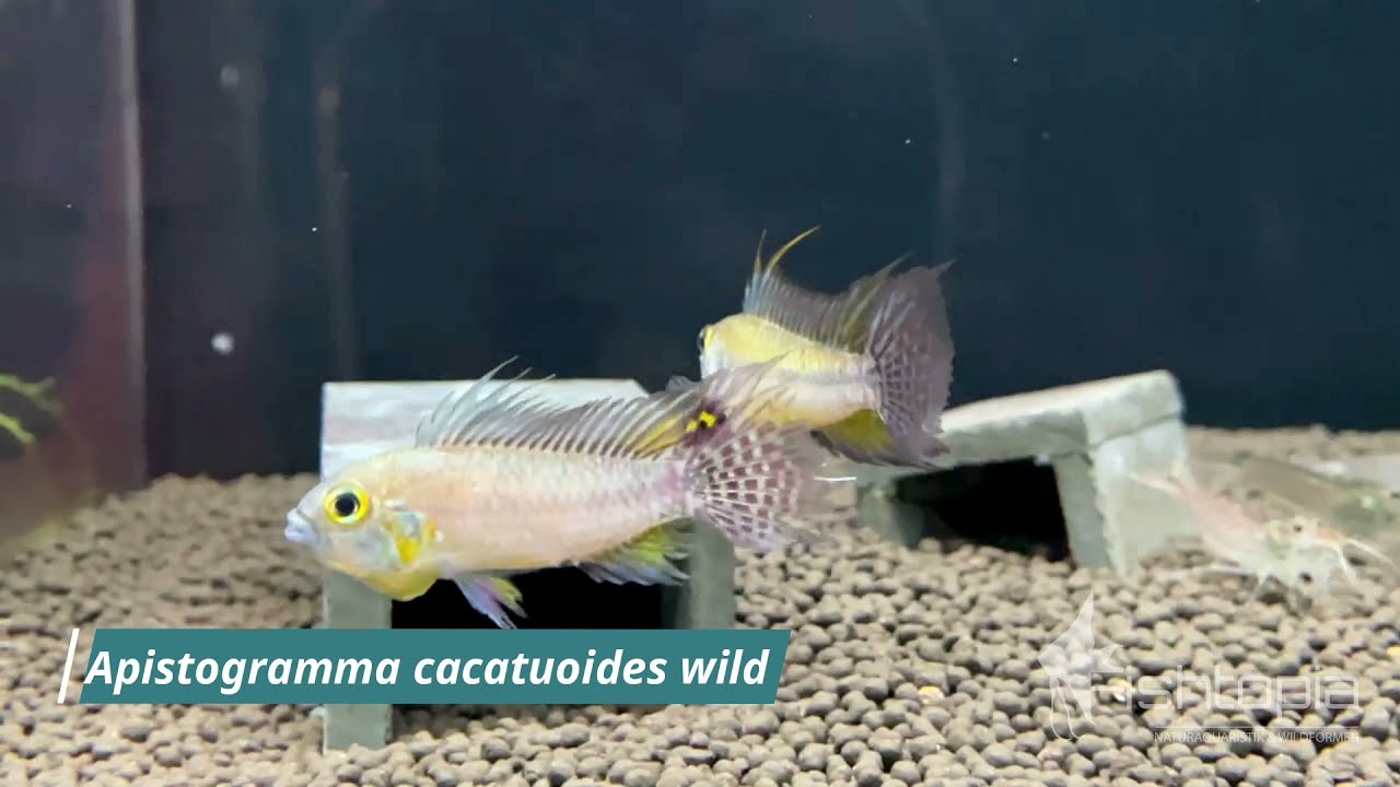 Apistogramma cacatuoides wild by Fishtopia