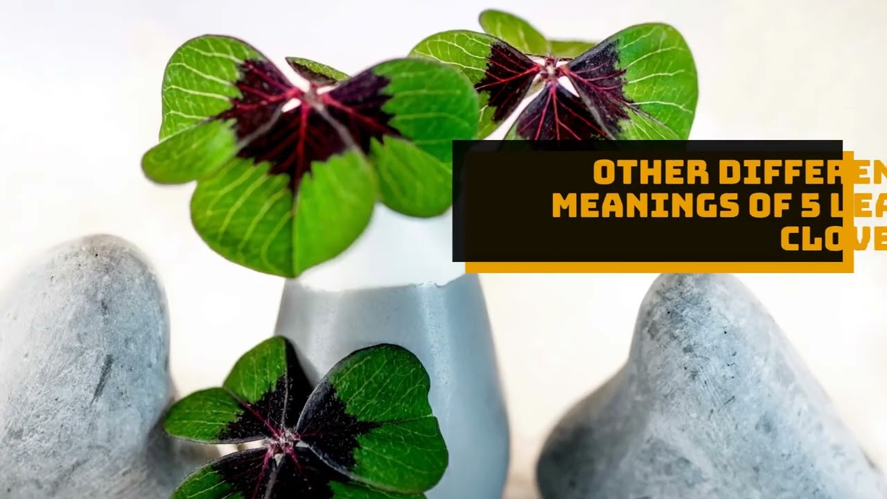 What Does The 5 Leaf Clover Mean? You Won't Believe!