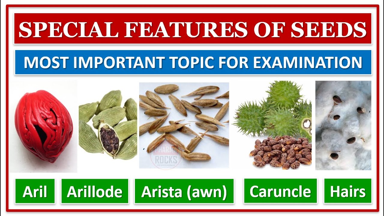 SPECIAL FEATURES OF SEEDS | Aril | Arillode | Arista (awn) | Caruncle | Hairs | MOST IMP FOR EXAM