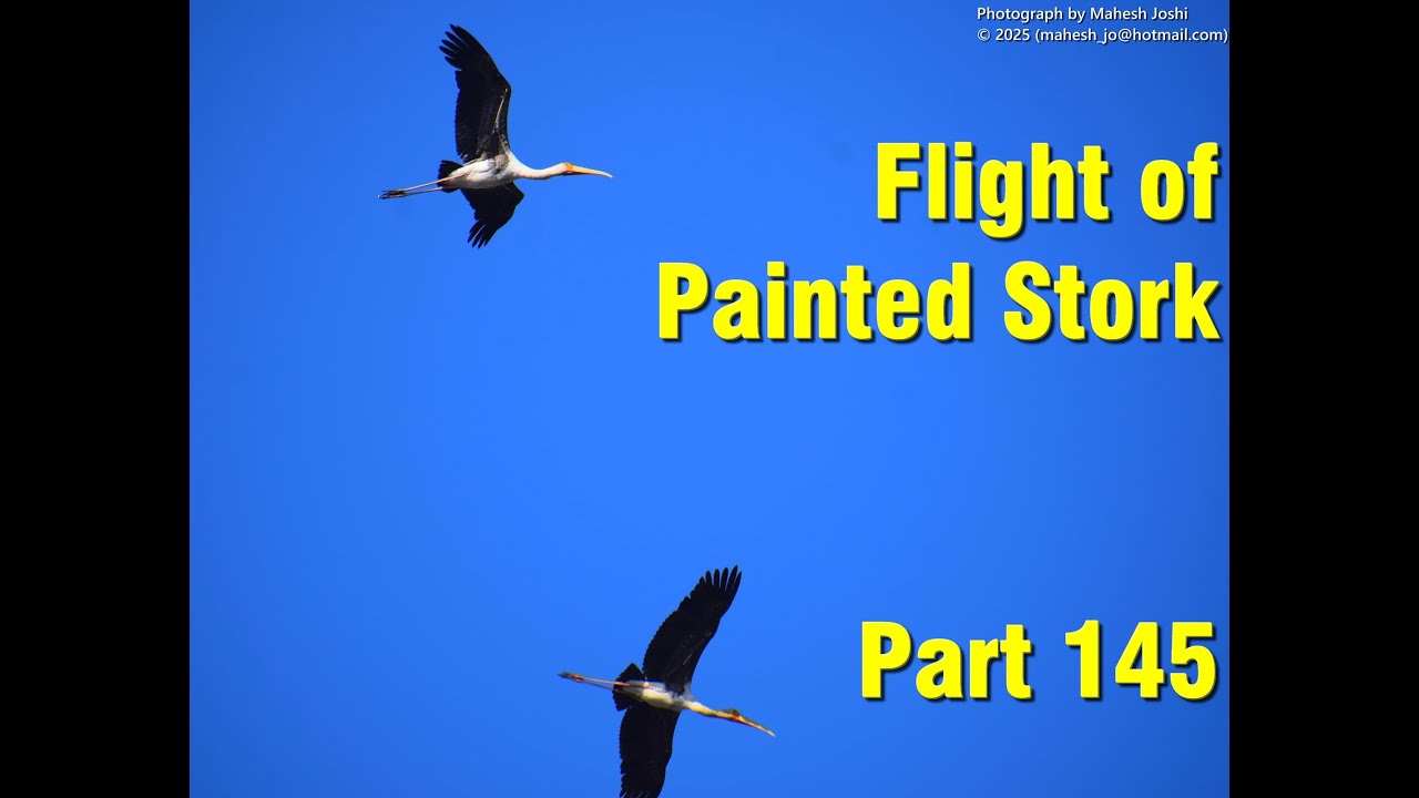 Flight of Painted Stork - Part 145